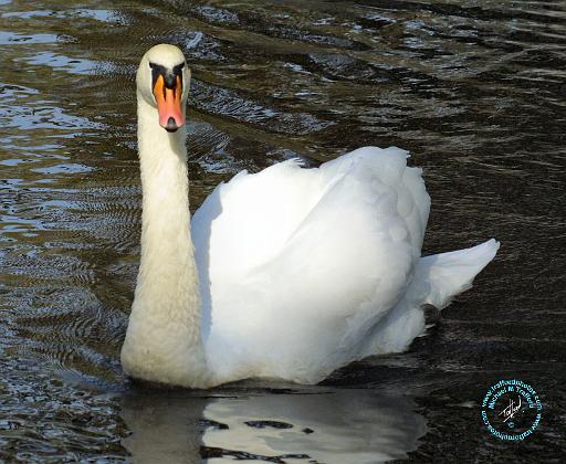 Mute Swan 9P51D-023.JPG